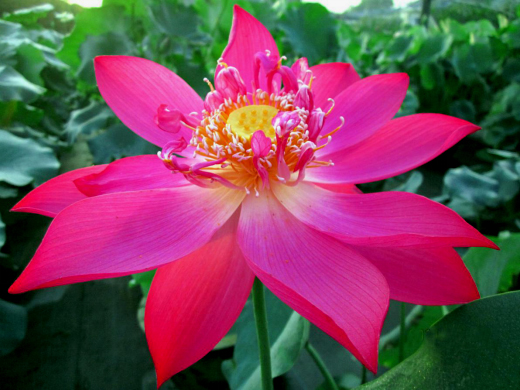 【人文動(dòng)態(tài)】人文園林在第九屆中國花卉博覽會(huì)上創(chuàng)佳績，榮獲1金1銀兩項(xiàng)大獎(jiǎng)