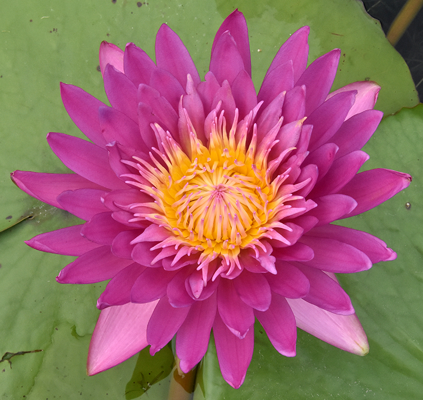 人文動態丨11個睡蓮新品種再獲國際登錄，累計登錄總數高達63個！